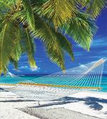 Sandy Palm Coconut Sea