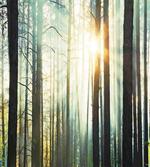 Fairy Foggy Forest Woods artwork