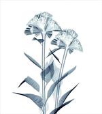 Flowers X-Ray Vision