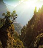 Nepal Forest Majestic