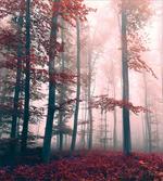 Autumn Fall Nature Woods