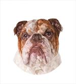 Polygon Dog