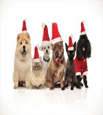 Team of Pets Panting artwork