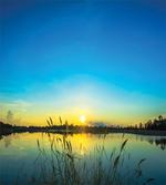 Serene Sunrise Reed Bed