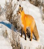 Red Fox in Snowy Nature artwork