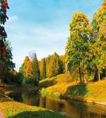Natural Forest Park