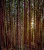 Redwood Forest Park USA
