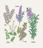 Botanical Infographic Plants artwork