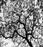 Spooky Black Tree Branch