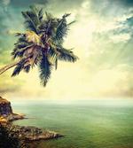 Palm Tree Rocky Shore