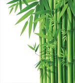 Modern Bamboos Stems