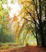 Autumn Forest Peace View