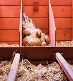 Hen in Cage with Eggs