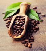 Coffee Plant on Table