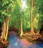Roots of Mangrove Trees