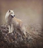 White Wolf on the Rocks