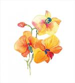 Orchid Petal Wild Exotic