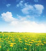 Field Grassland artwork