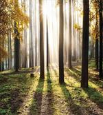 Forest Leaves at Sunrise