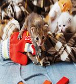 Kittens Mittens Baby Toys