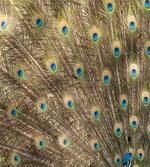 Close up Layout of a Tail