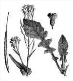 Root Vegetable