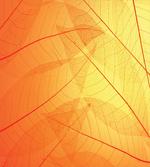 Autumn Nature Dry Leaves