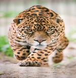 Jungle Fauna Predator Cat artwork