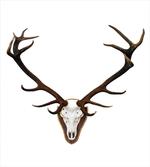 Deer Stag Bones Mounted artwork