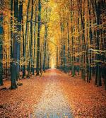 Romantic Alley Woods