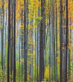 Autumn Season Beech Forest
