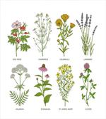 Natural Cosmetics Flowers