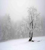 Winter Snowy Forest Cold