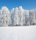 Frozen Trees and Fields
