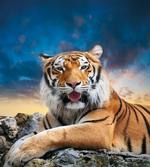 Calm Wild Animal Sunset