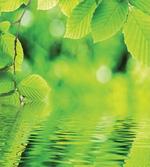 Leaves and River Peace