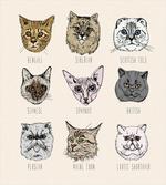 Pet Cat Portraits