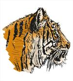 Sketch Bengal Carnivore