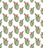 Cactus Plant Desert