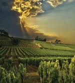 France Sunset Vineyard artwork