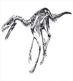 Skeleton Dead Predator