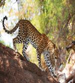 Leopard Tree Nature Reserve