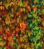 Colorful Leafage Vivid artwork