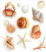 Seashells Marine Aquatic