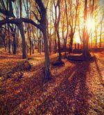Sunset Forest Trees