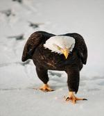 Majestic Birds Freedom