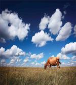 Cow Meadow Sky Clouds