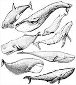 Hand Drawn Single Whale