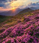 Flower Meadow Mountain