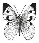 Bug of the Spring Season